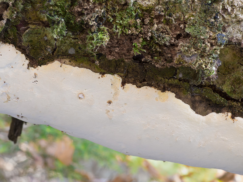 Perenniporia subacida